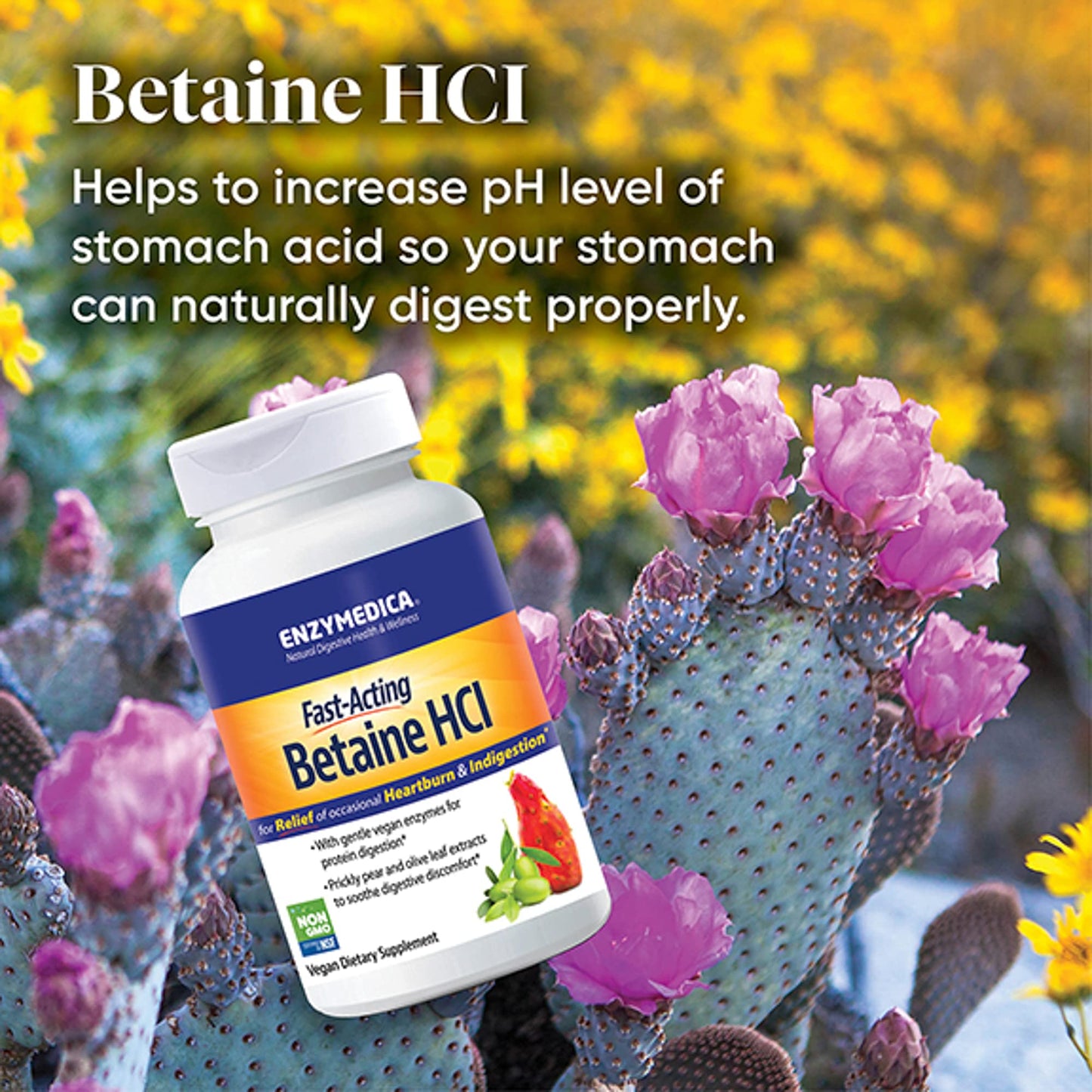 Betaína HCl para el bienestar digestivo rápido