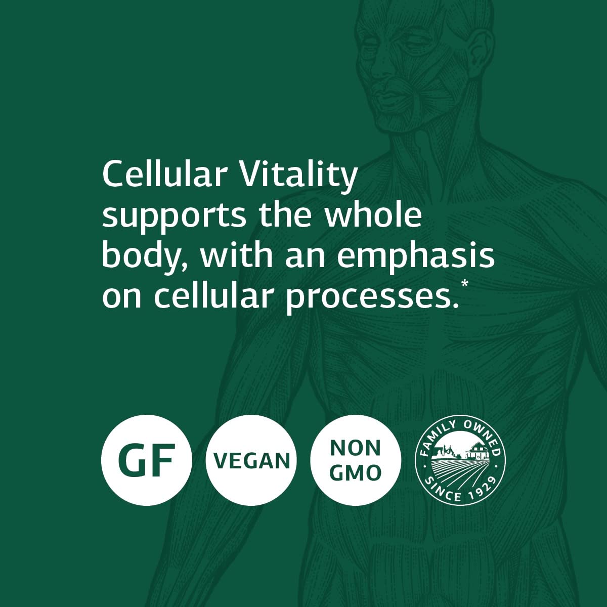 Caja Standard Process B Vitality con CoQ10