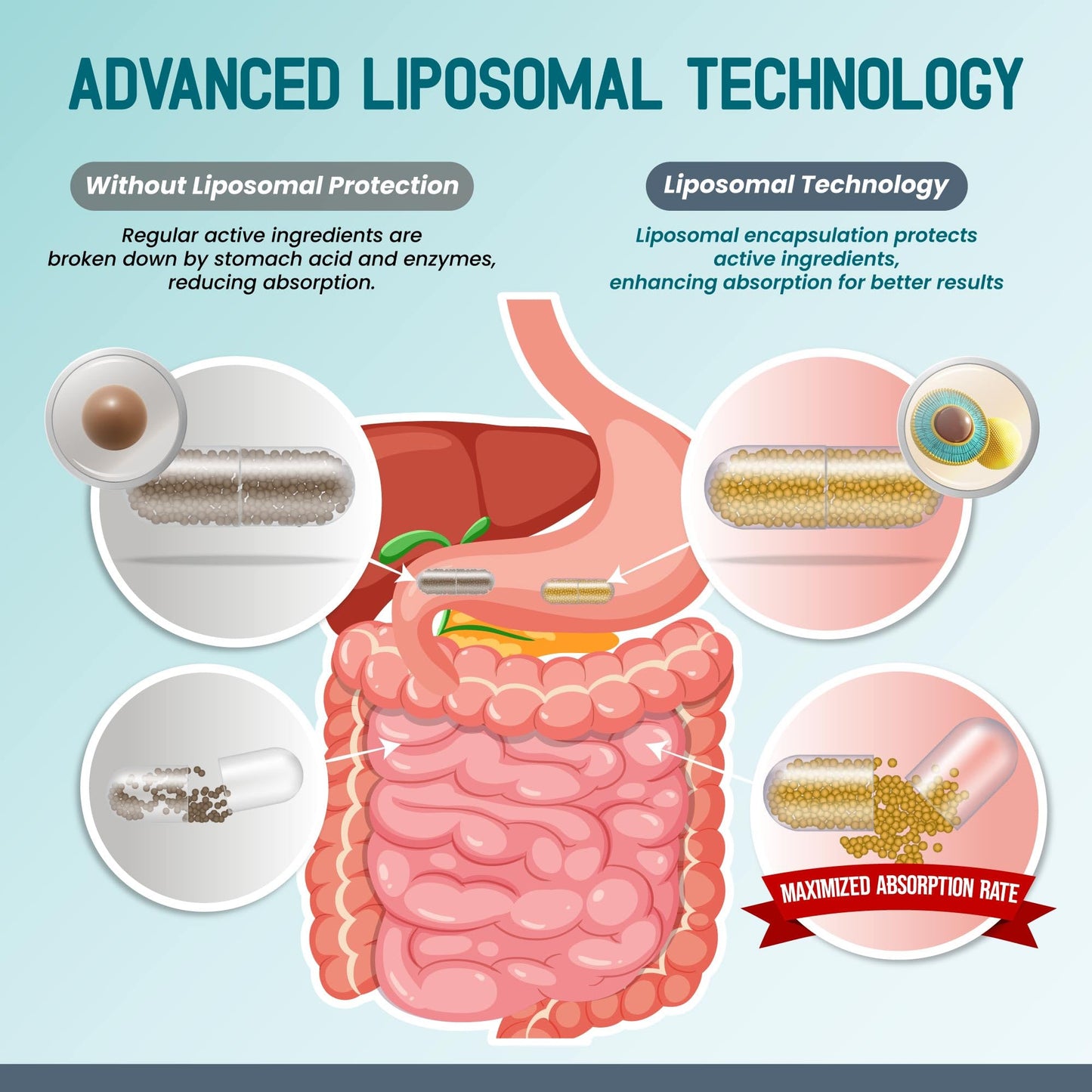 Cápsulas nutracéuticas HMB Liposomal con vitaminas y zinc