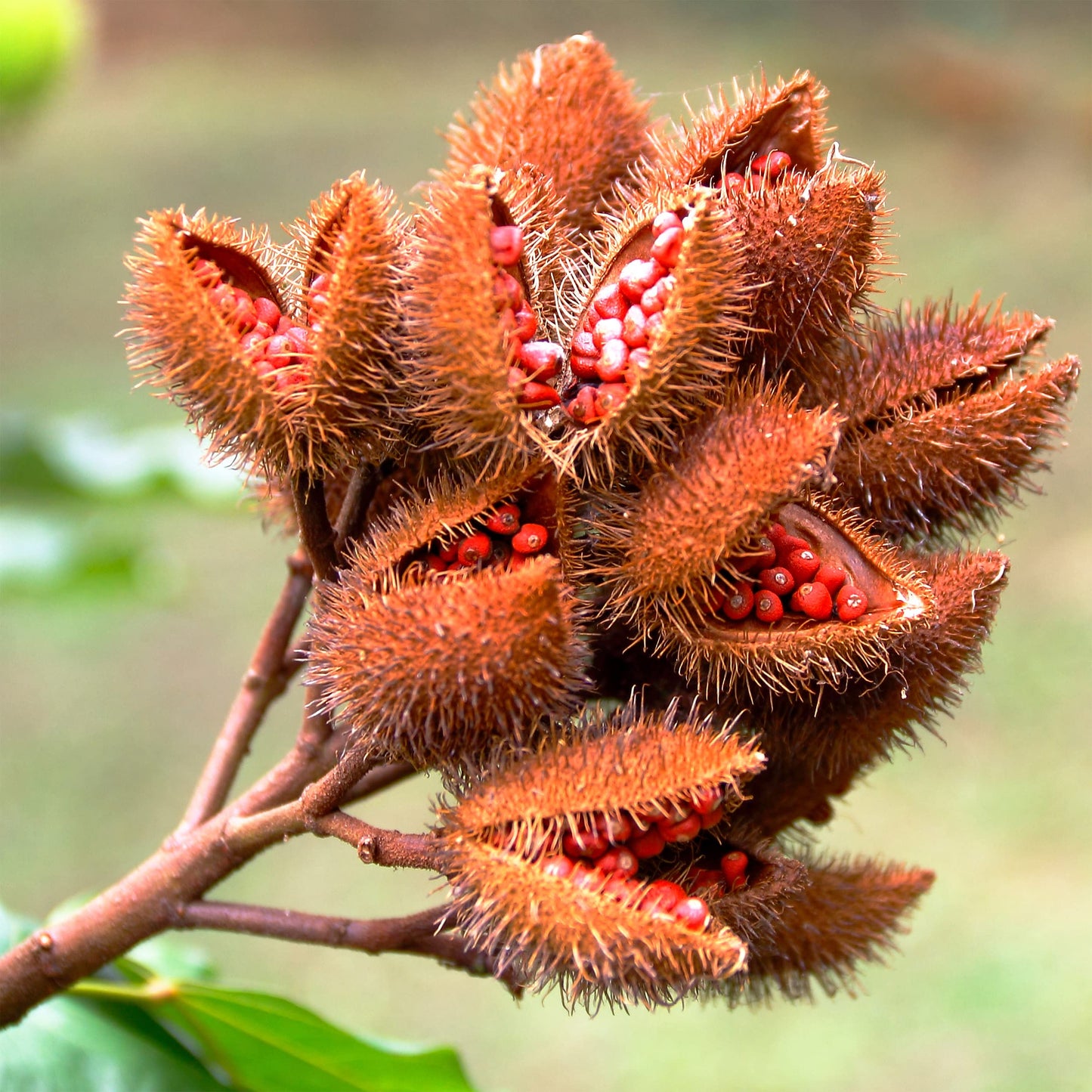 Cardiovascular Research tocotrienoles vitamina e annatto 2 botellas
