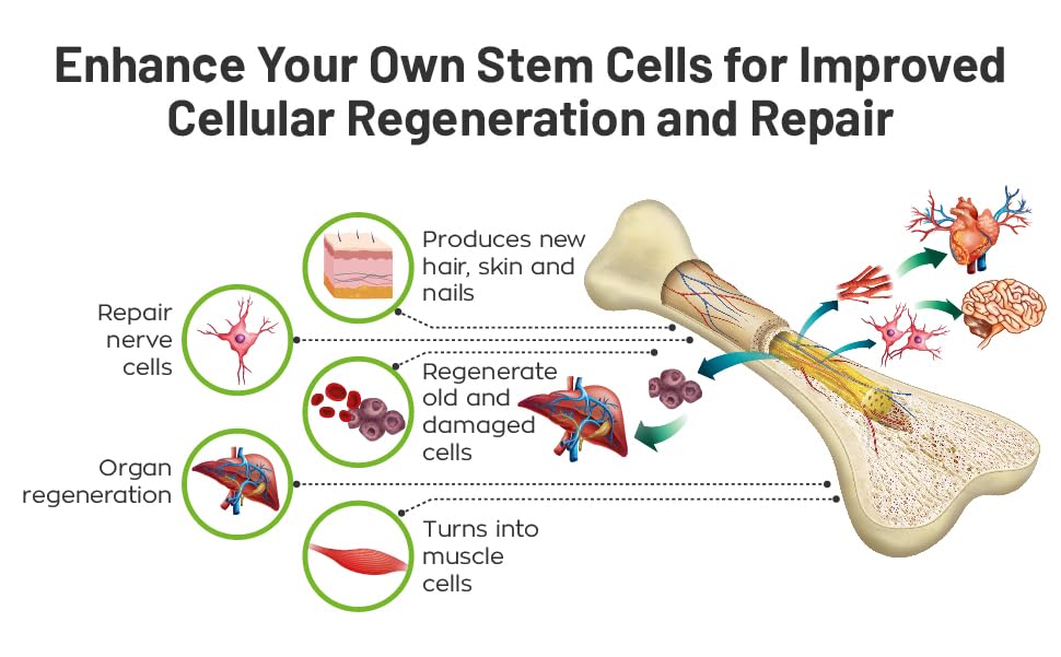 Enlace celular y reparación con StemForte