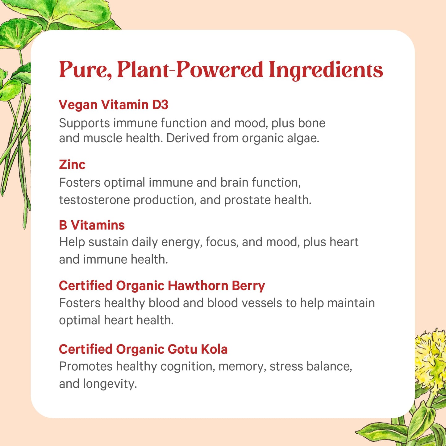 Ingredientes plantas tabletas multivitamínicas