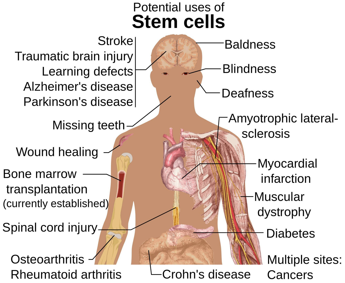 Innovación suiza en cuidado anti-edad PhytoScience Double Stemcell