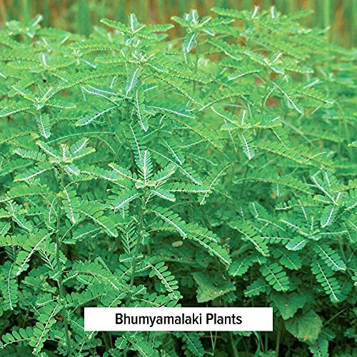 Polvo orgánico bhumyamalaki para limpieza natural de hígado