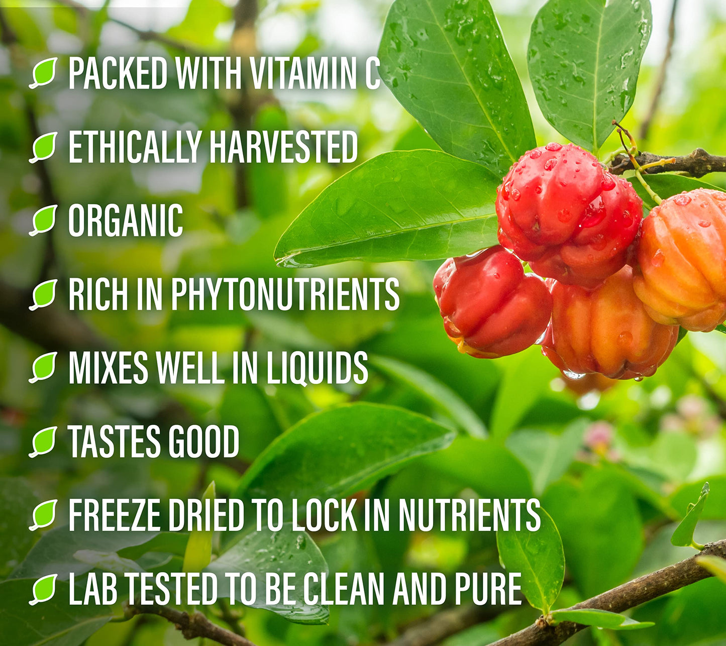 polvo puro acerola extracto natural perfect supplements