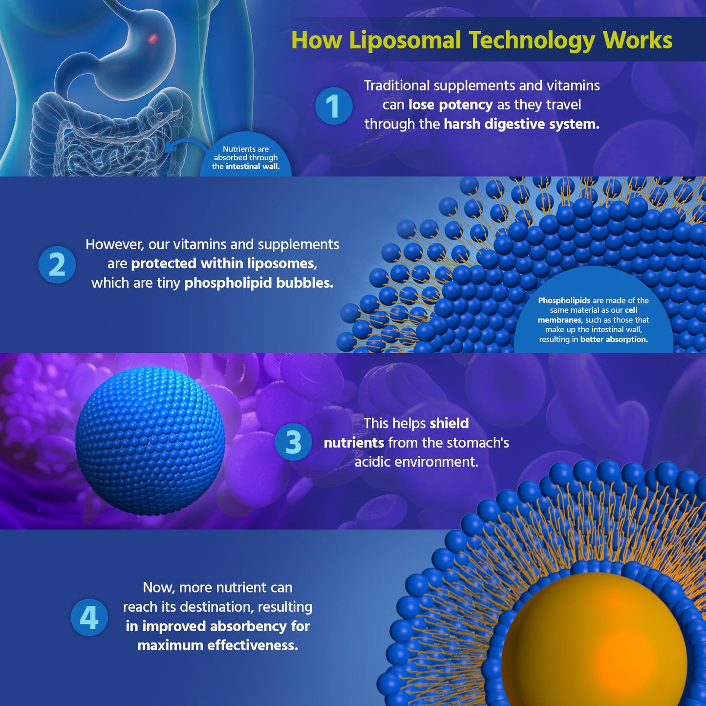 Tecnología liposomal para mejor absorción de vitamina C