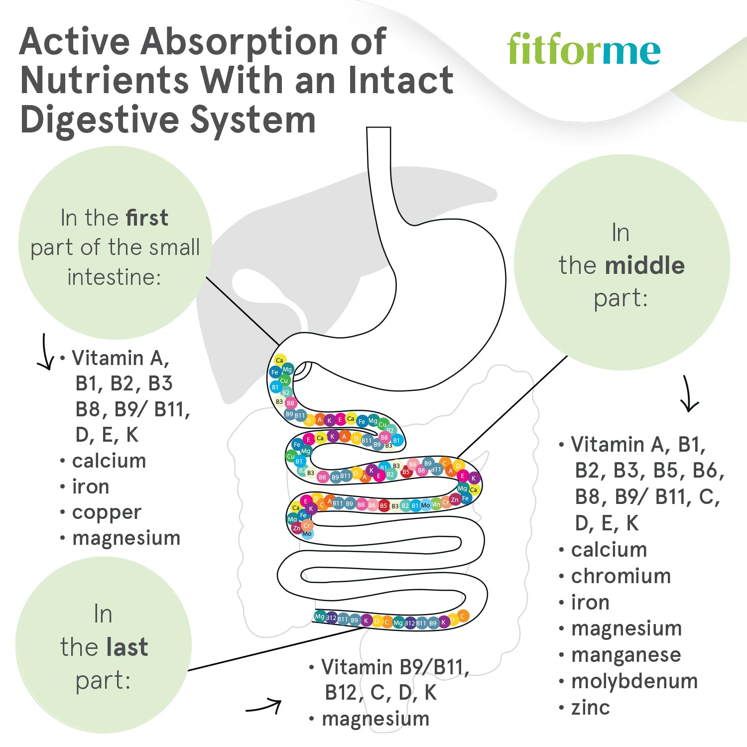 Absorción activa de nutrientes en FitForMe