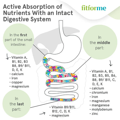 Absorción activa de nutrientes en FitForMe