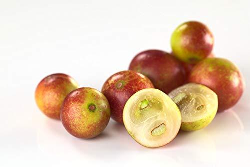 Berries de Camu Camu rico en vitamina C natural