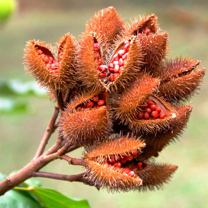 Cardiovascular Research tocotrienoles vitamina e annatto 2 botellas