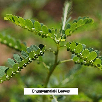 Detalle producto ayurvédico polvo bhumyamalaki banyan botanicals