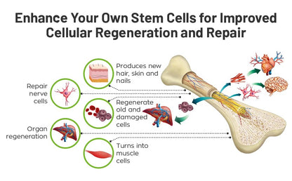 Enlace celular y reparación con StemForte
