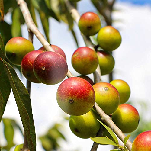 Fruta Camu Camu natural en árbol amazónico