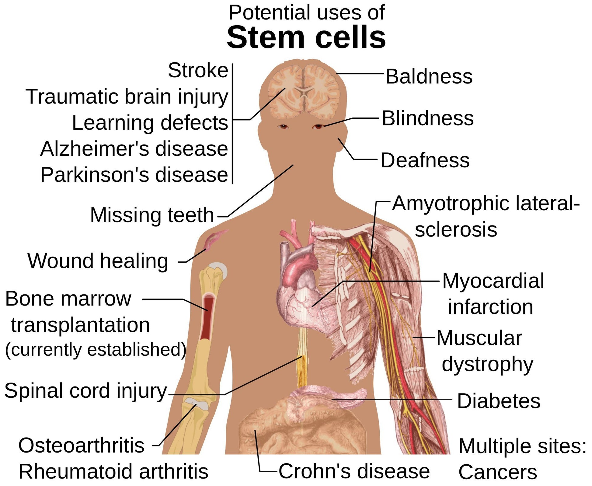 Innovación suiza en cuidado anti-edad PhytoScience Double Stemcell