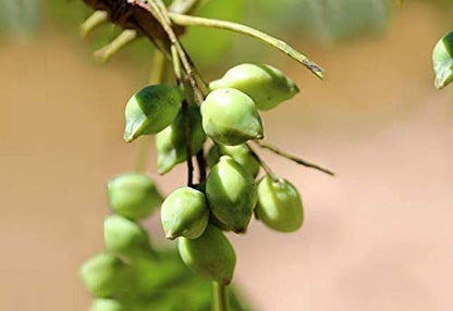 Polvo extracto de ciruela kakadu australiano 1.69 onzas