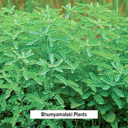 Polvo orgánico bhumyamalaki para limpieza natural de hígado