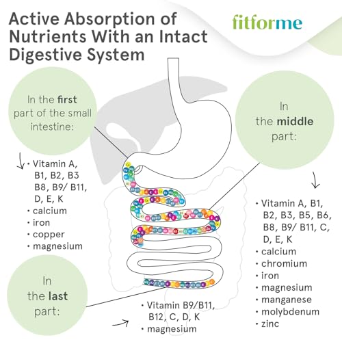 Sistema digestivo y absorción de FitForMe