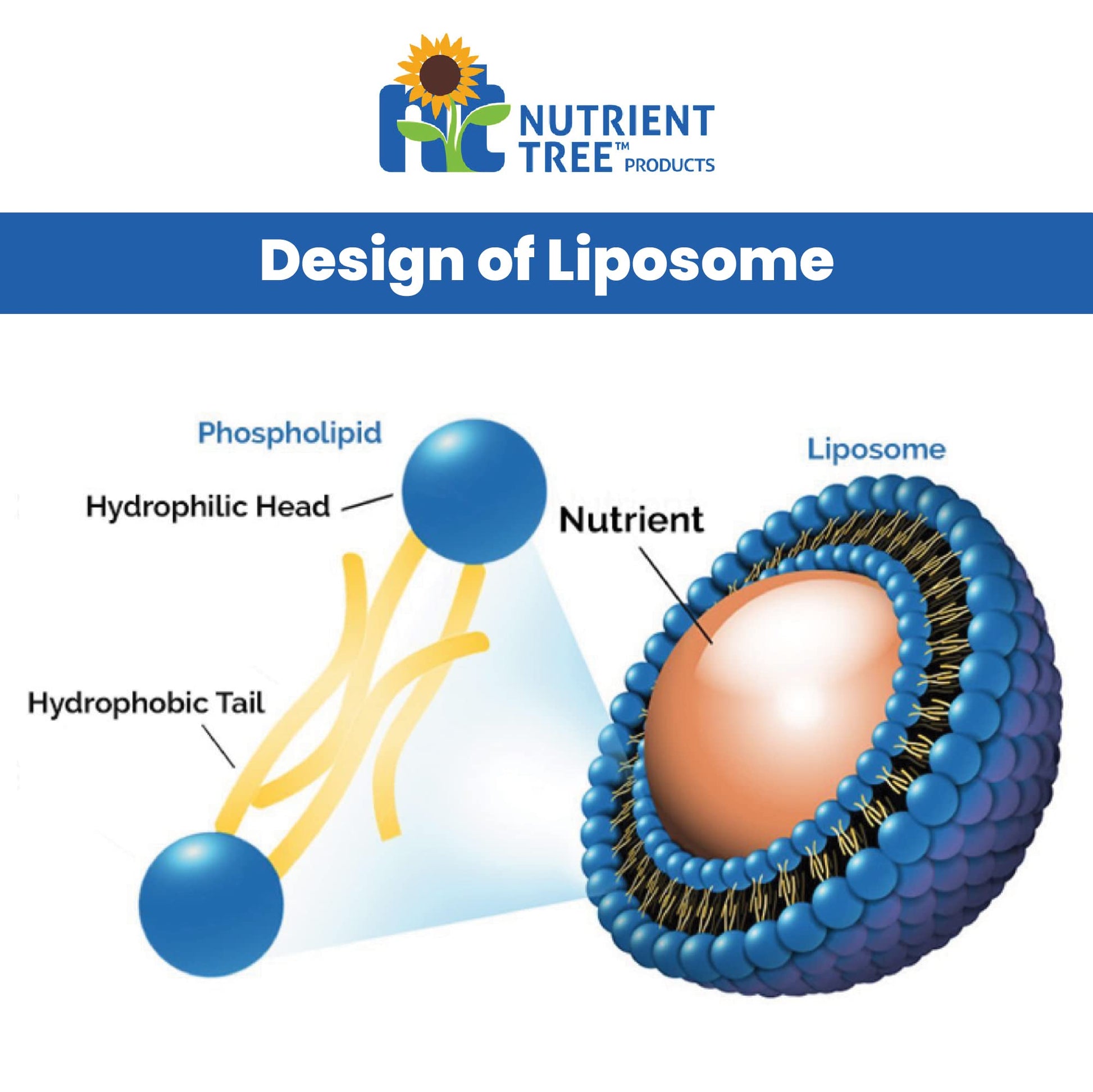Suplemento vitamina c liposomal alta absorción no gmo hecho en usa