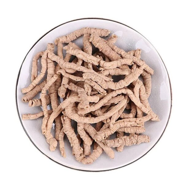 500 gramos raíz natural Thinleaf Milkwort para té y suplementos herbales