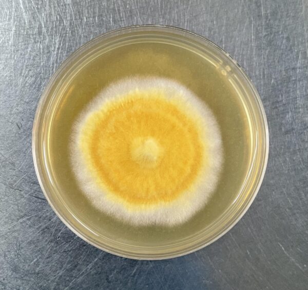 Paquete de Agar Extracto de Malta 106 gramos