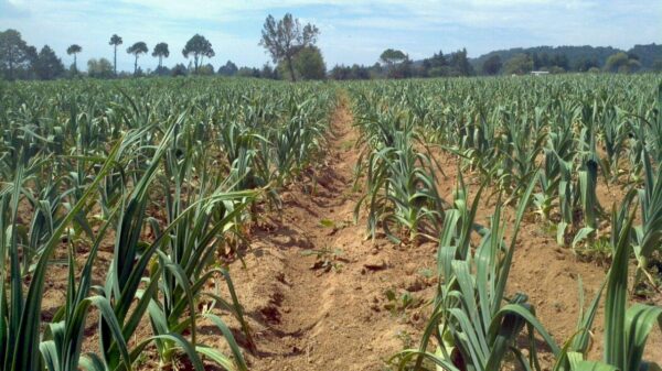 Ajo japonés en bolsa natural suplemento bienestar Morel Distribution