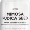 Amen cápsulas semillas mimosa pudica orgánicas producto
