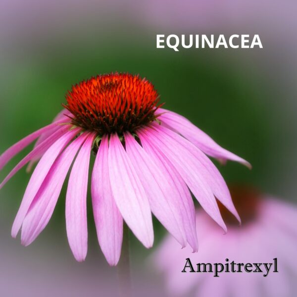 Detalle de cápsulas Ampitrexyl Plus