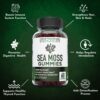 Gomitas de Sea Moss y envase