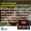 Beneficios del té de Chaga Sayan