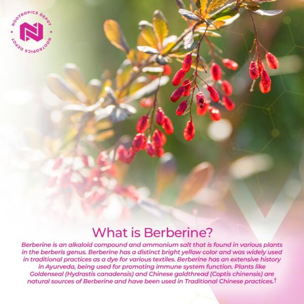 Berberina HCL Silimarina Capsule Image