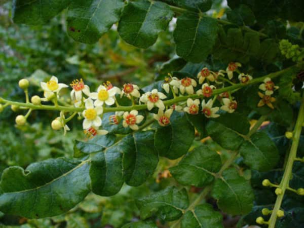 Polvo de boswellia serrata 65% ácido boswélico bodi