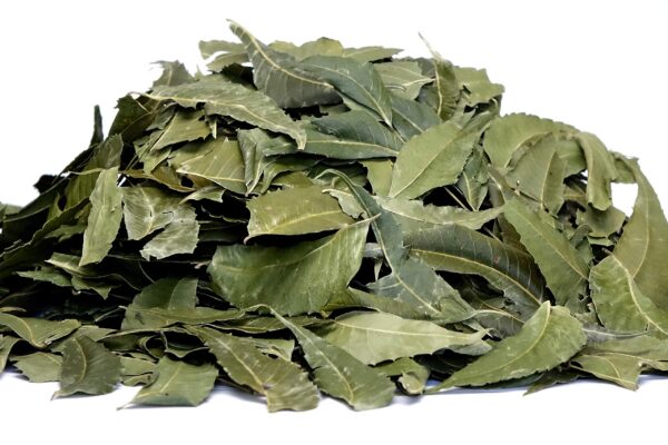 Bolsitas de té pirámide Neem Queen calidad premium para viaje