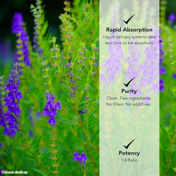 Botella 4 oz extracto raíz de escutelaria china sin aditivos