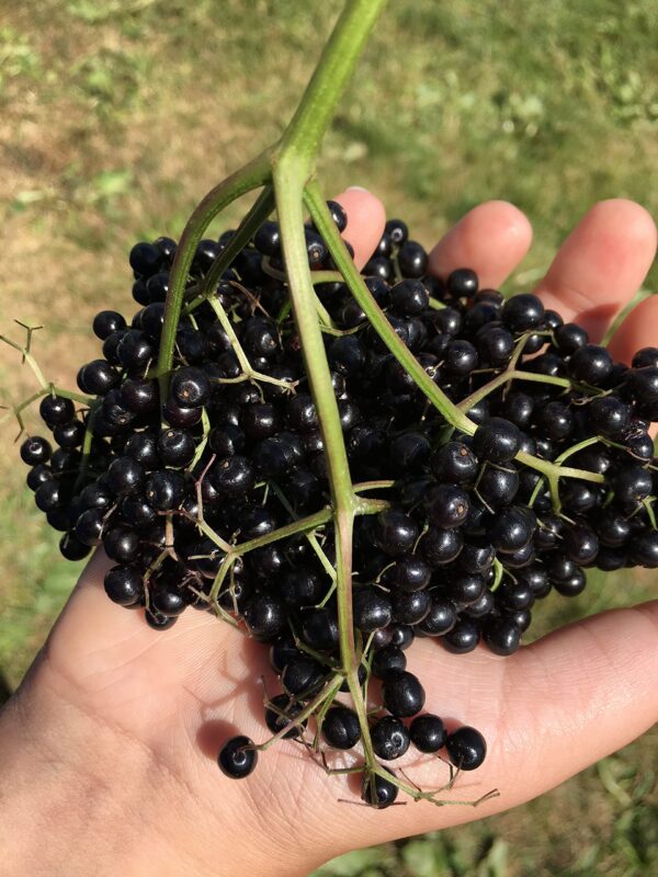 Botella con detalles y certificaciones en jugo de saúco Fat Stone Farm