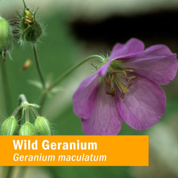 Version 1.0.0 Botella de extracto geranio silvestre sin gluten Herb Pharm