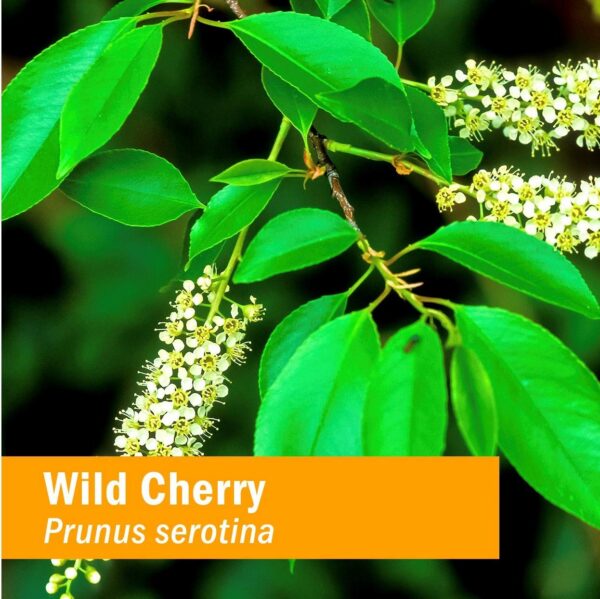 Botella extracto líquido de cereza silvestre Herb Pharm orgánico