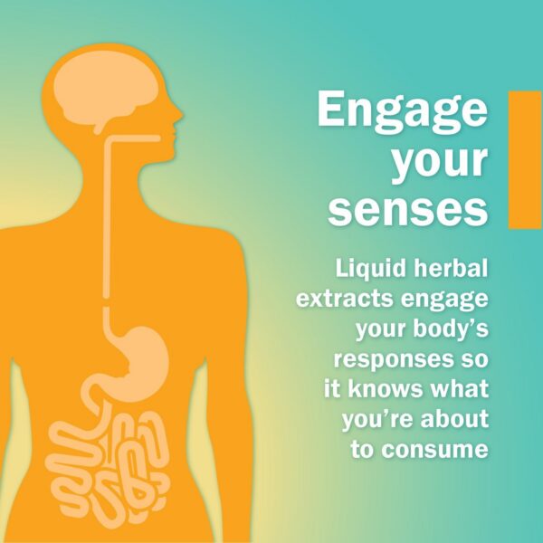 Version 1.0.0 Detalles envase extracto de escutelaria orgánico Herb Pharm