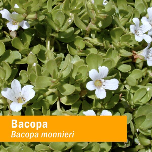 Version 1.0.0 Botella de spray Herb Pharm con extractos herbales terapéuticos