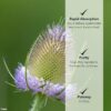 Botella de tintura de hierba Teasel por Wildcraft Herbs
