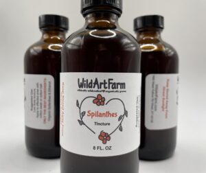 Botella de tintura Spilanthes orgánica 8 oz para dolor de muelas