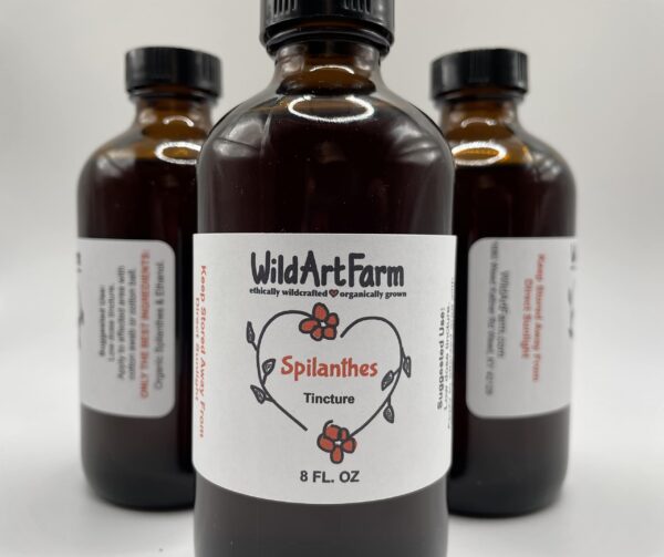 Version 1.0.0 Botella de tintura Spilanthes orgánica 8 oz para dolor de muelas
