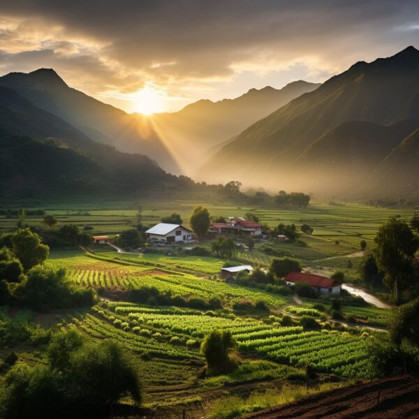 Botellas Drink Me de shot de jengibre orgánico para energía y digestión