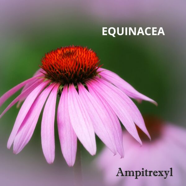 Caja Ampitrexyl suplemento herbario con ingredientes naturales