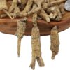 Raíces de ginseng americano cultivadas en Wisconsin DABC OAK LAND