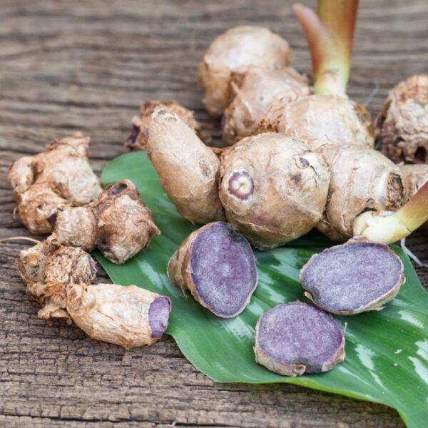 Version 1.0.0 Caja tabletas Ujido 180 unidades jengibre negro y matcha japonés