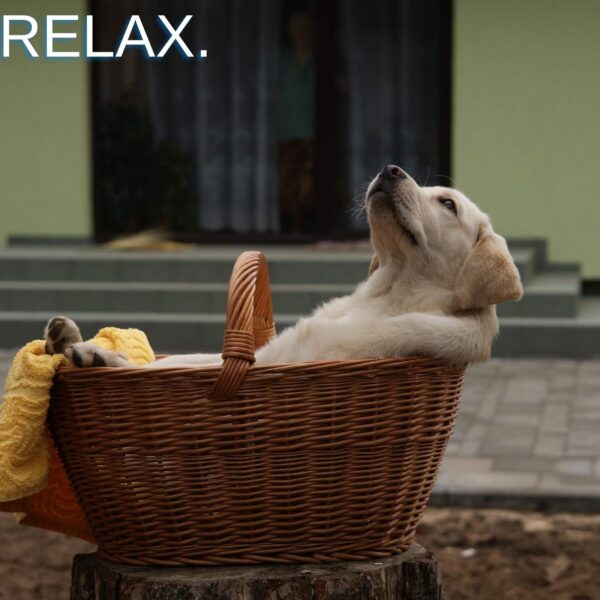 caja de té limpieza sanguínea herbal speedyvite