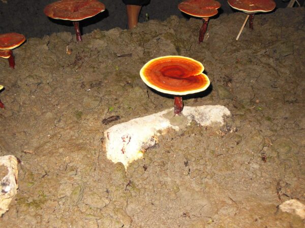 Capsula blanda Dragon Herbs Reishi Spore Oil para salud inmunológica