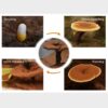 Cápsulas veganas aceite de espora hongo reishi Ganoderma