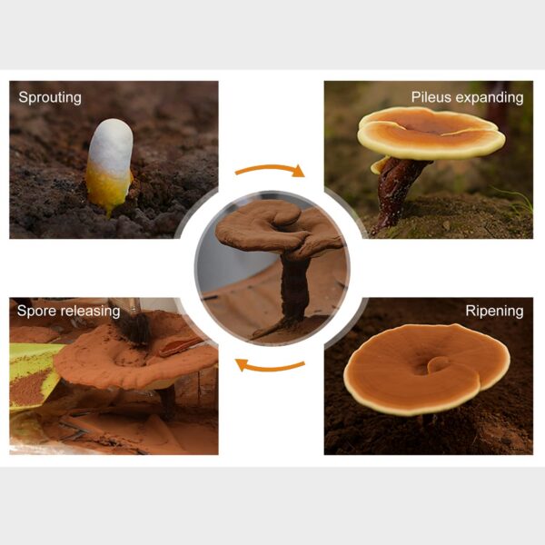 Cápsulas veganas aceite de espora hongo reishi Ganoderma