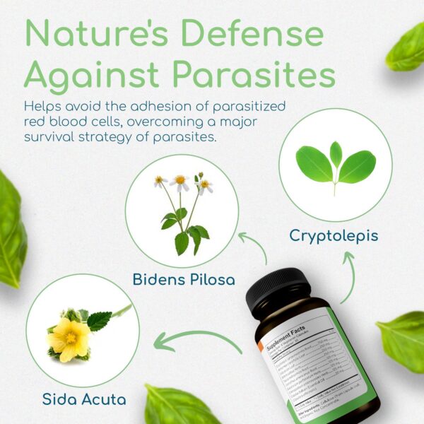 Version 1.0.0 Capsulas blancas de cryptolepis synergy